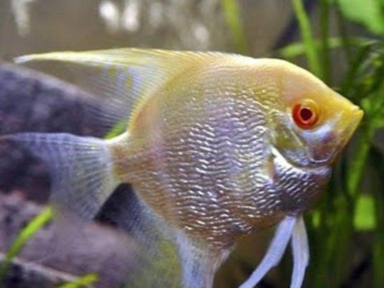 Top 3 Features About Angelfish With Red Eyes