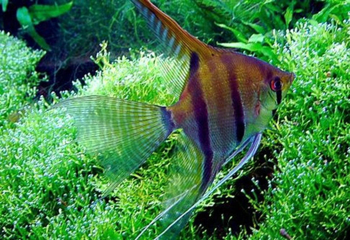 Dwarf Angelfish Care: Characteristics, Diet, Tankmates,...