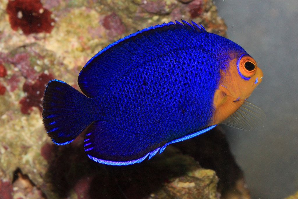 Dwarf Angelfish Care Characteristics Diet Tankmates