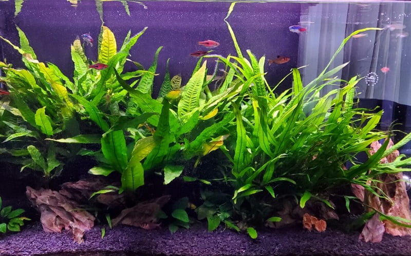 15 Best Plants For Angelfish Planted Tank (With Pictures)