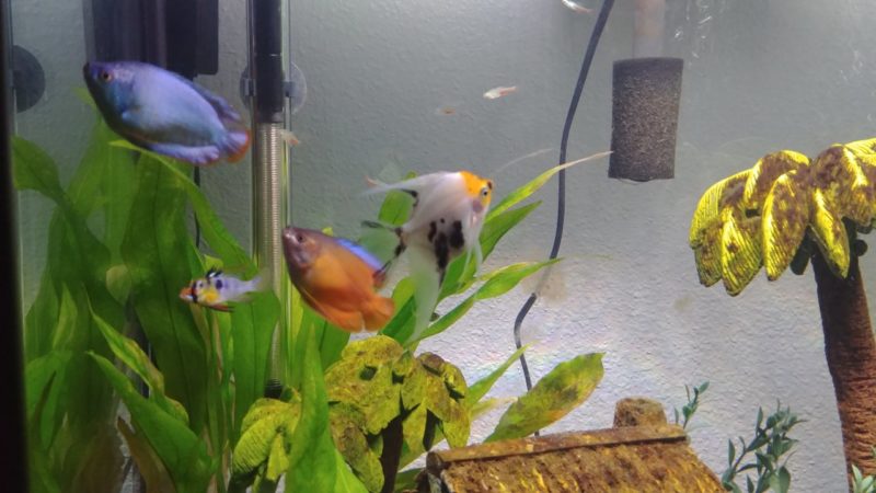 Angelfish And Dwarf Gourami: Can they coexist peacefully?