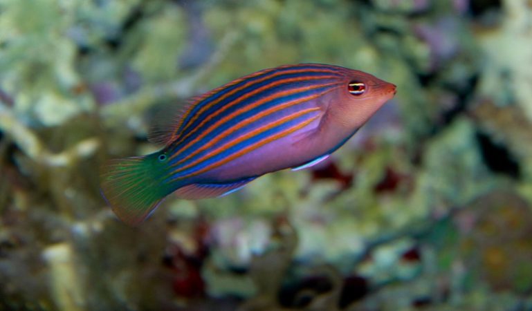 15 Best Coral Beauty Angelfish Tank Mates (With Pictures)