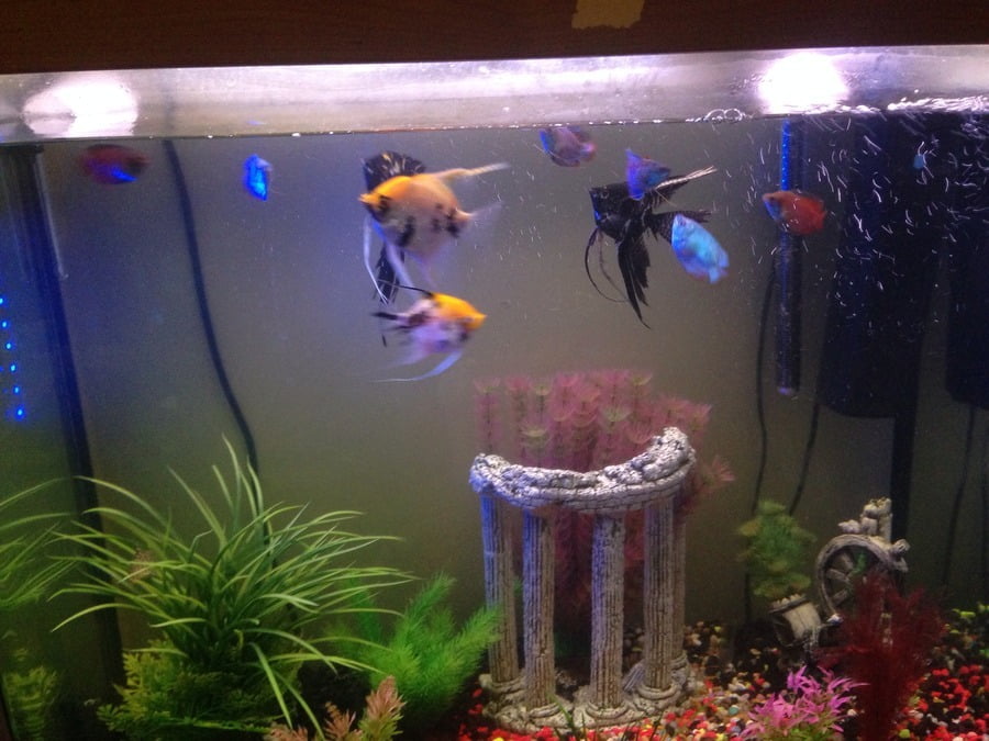 Angelfish And Dwarf Gourami: Can they coexist peacefully?