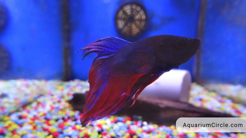 Betta Fish Tank Size: Are You Considering The Best Tank Size For Betta ...