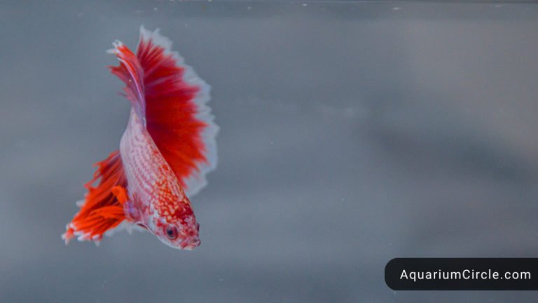 Betta Fish Water Temperature What Is The Ideal Range Of Betta Fish   Betta Fish Water Temp 768x432 