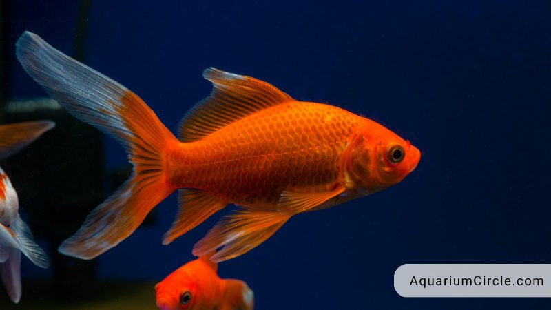 Comet Goldfish Care Guide: Lifespan, Tank Size, Breeding And More