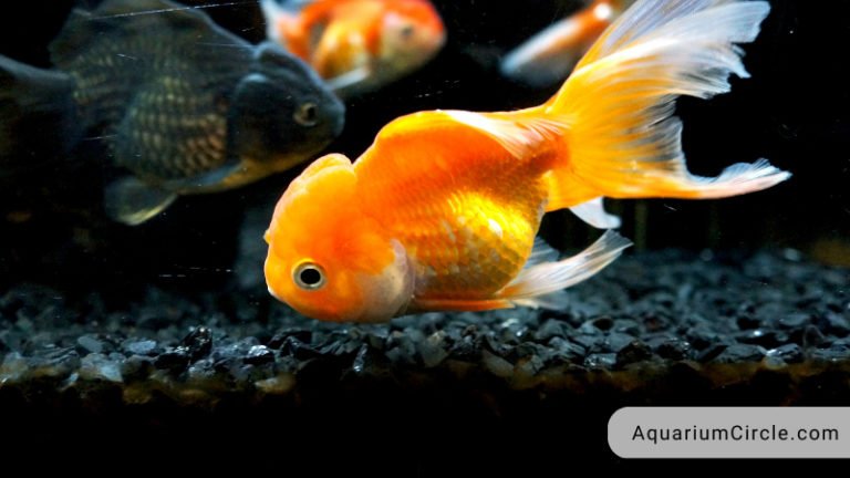 Goldfish Memory Span - 3 Second Memory Myth Busted