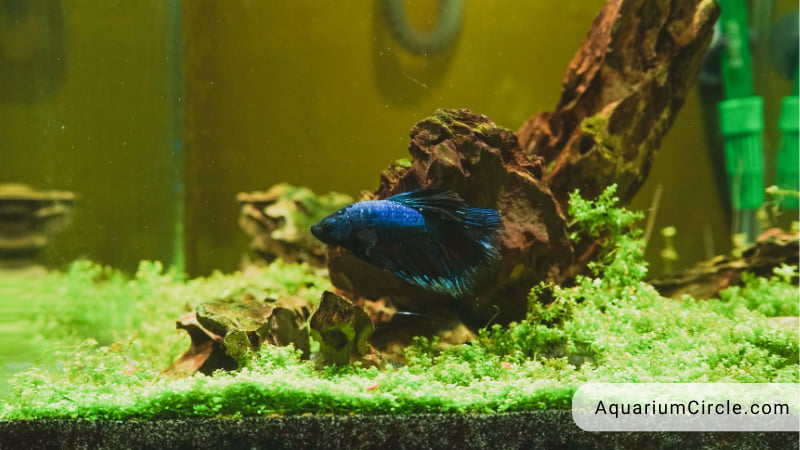 Betta Fish Water Temperature What Is The Ideal Range Of Betta Fish   Factors That Affect Betta Fish Water Temperature 