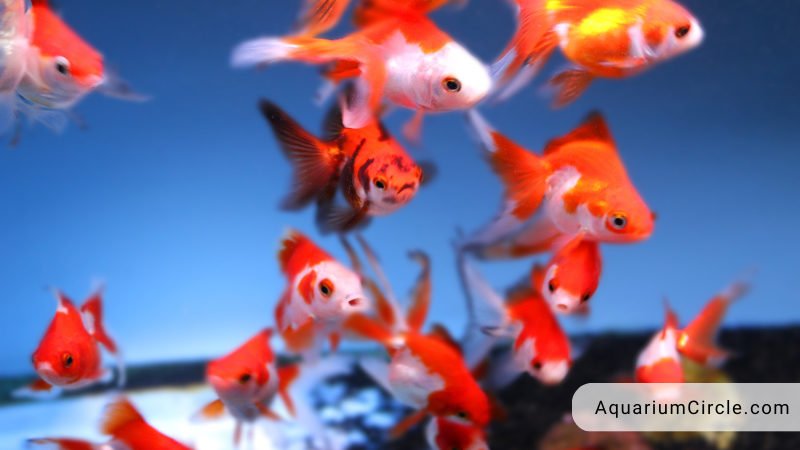 Fantail Goldfish: Care Guide, Lifespan, Tank Mates In Aquarium And More