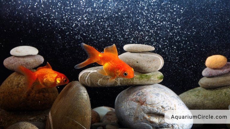 Fantail Goldfish: Care Guide, Lifespan, Tank Mates In Aquarium And More