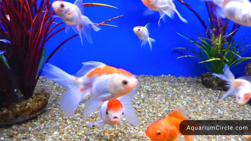 Fantail Goldfish: Care Guide, Lifespan, Tank Mates In Aquarium And More