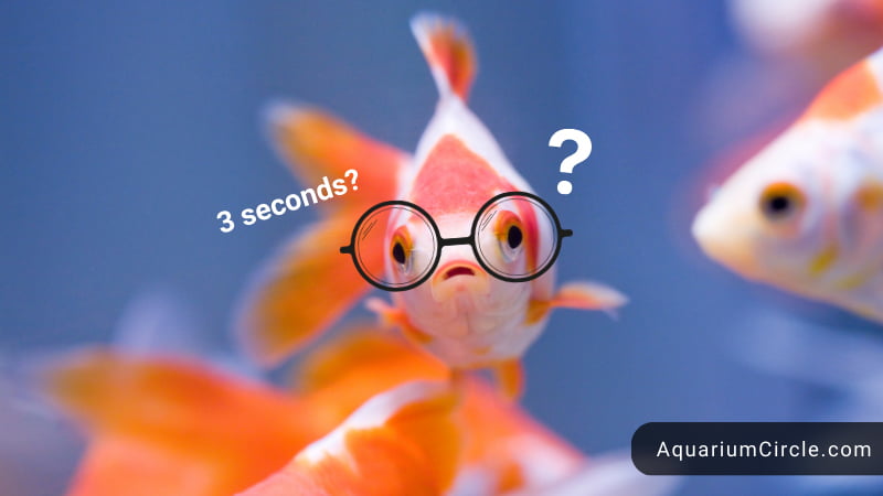 Goldfish Memory Span 3 Second Memory Myth Busted