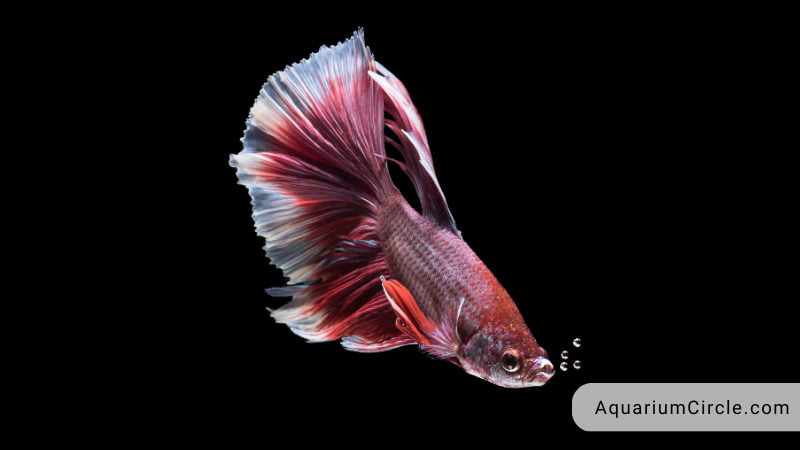 Betta Fish Water Temperature What Is The Ideal Range Of Betta Fish   How To Keep The Perfect Water Temperature In The Betta Tank 800x450 