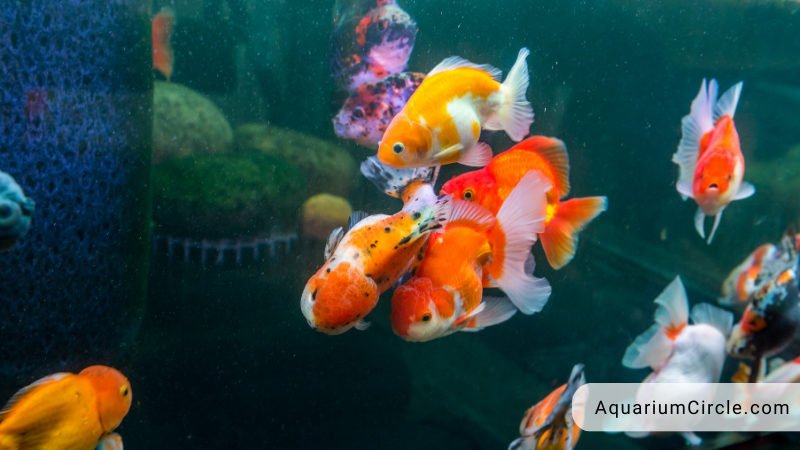 Goldfish With Big Head - Oranda Goldfish Care Guide