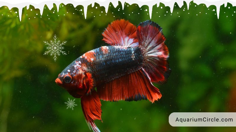 Betta Fish Water Temperature What Is The Ideal Range Of Betta Fish   What Happens If The Water Is Too Cold 800x450 