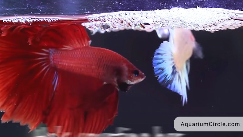 Betta Fish Breeding: How To Breed Betta Fish At Home? Detailed Step-By ...