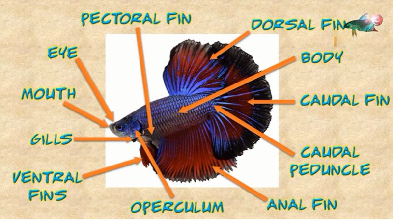 Betta Fish Anatomy - 3 Unbelievable Things You Should Know