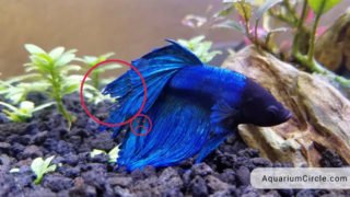 Battling Betta Fish Fin Rot: Symptoms, Causes And How To Cure Betta Fin Rot