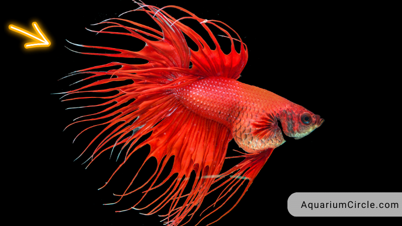 Betta Fish Flaring - Why Do They Flare Their Gills?