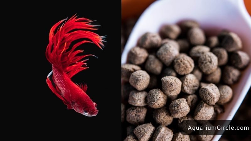 Betta Fish Lifespan - How Long Do Betta Fish Live?