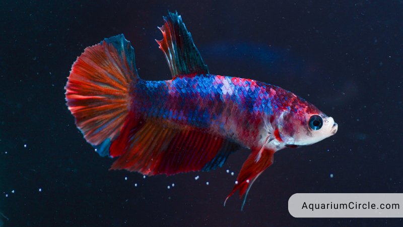 How Big Do Betta Fish Get? How Can You Help Your Betta Fish Grow To ...