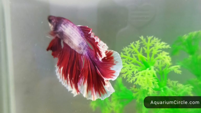 Betta Fish Bloated - 4 Important Things You Should Know About Bloated ...