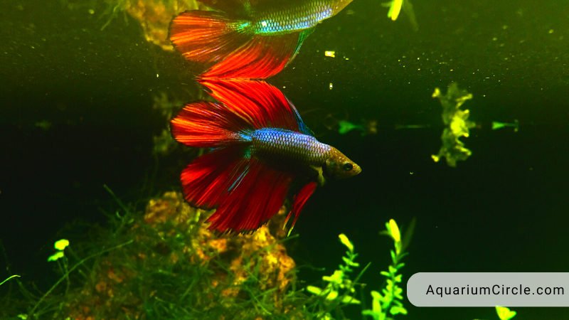 Battling Betta Fish Fin Rot Symptoms Causes And How To Cure Betta Fin Rot   What Causes Betta Fish Fin Rot 800x450 