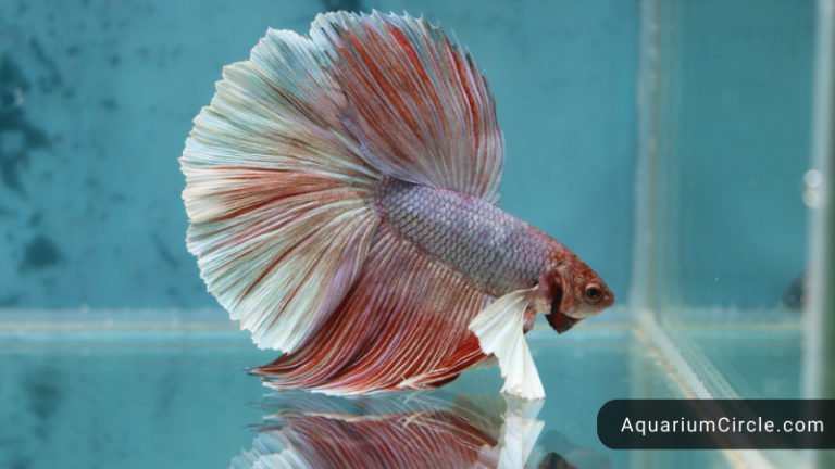 Betta Fish Breeding: How To Breed Betta Fish At Home? Detailed Step-By ...