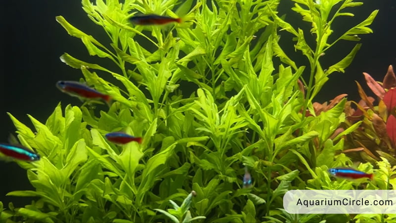 Betta Fish Plants: 17 Best Plants For Betta Fish