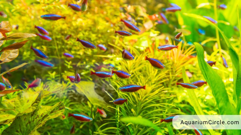 Neon Tetra Lifespan How Long Do Neon Tetras Live And Tips To Extend 