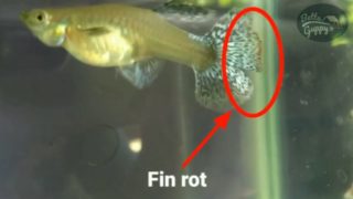 Guppy Fin Rot - Treatments, Causes, Keep Guppy Fish Alive