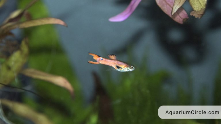 How Big Do Guppies Get? Full Guide To Optimal Guppy Size And Growth Rate