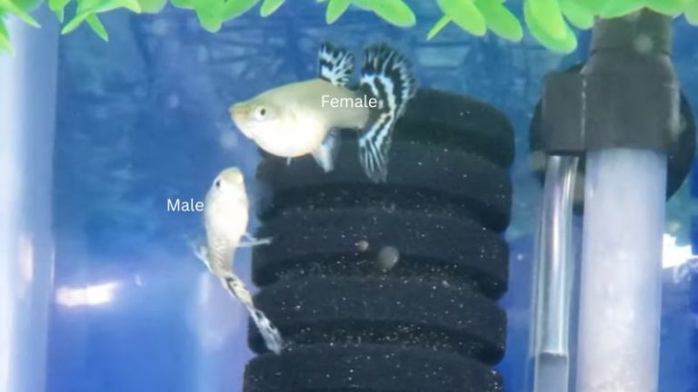 How Do Guppies Mate - Breeding Time, Care For Fry Guppy Fish