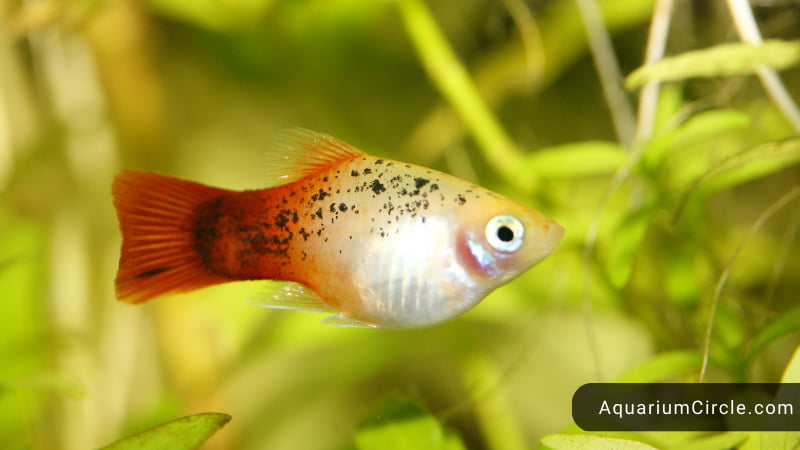 Perfect Guppy Tank Mates 23 Best Tank Mates For Guppy You Should Know