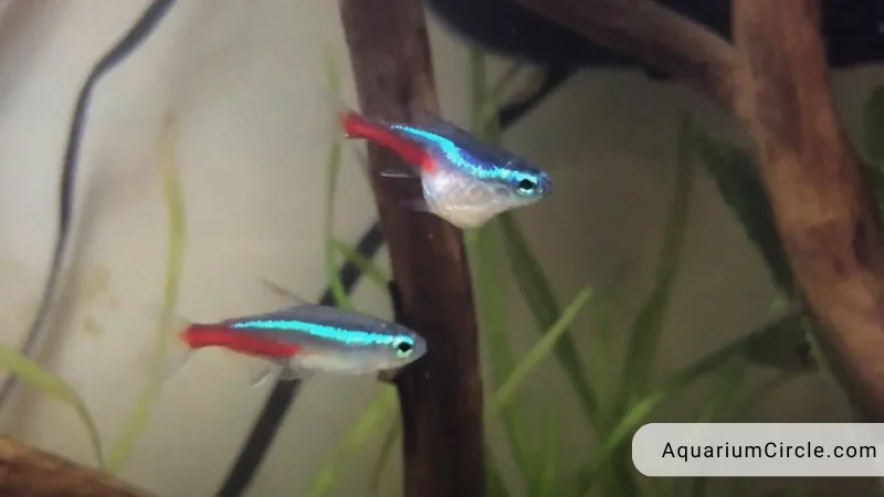 neon tetra fish pregnant
