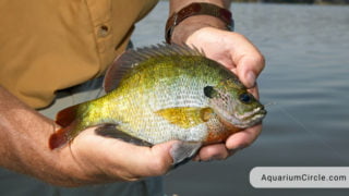 What Do Bluegill Eat? 10 Things You Should Know About Bluegills ...