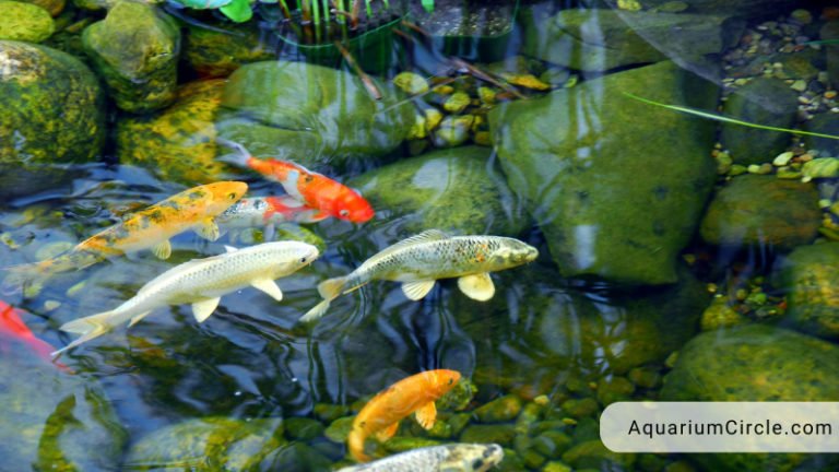 How Big Do Koi Fish Get? Factors That Affect Your Fish's Growth Rate ...